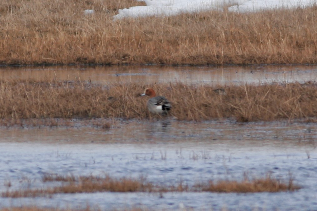 Eurasian Wigeon - ML60280491