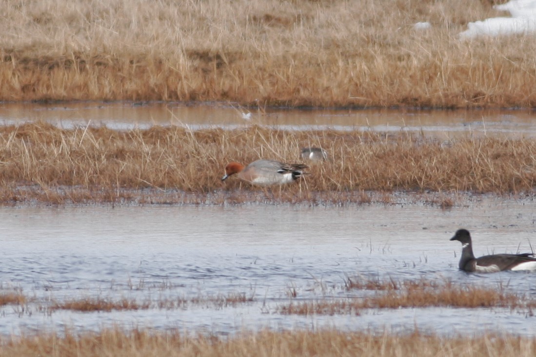 Eurasian Wigeon - ML60280531