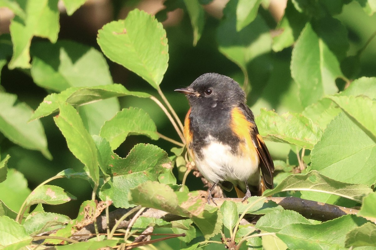 American Redstart - ML602805361