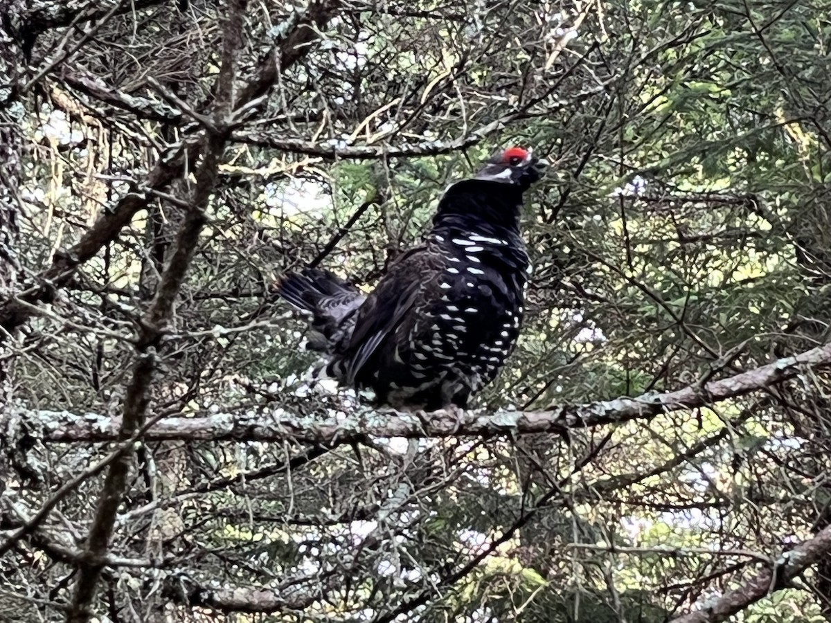 Spruce Grouse - ML602805441