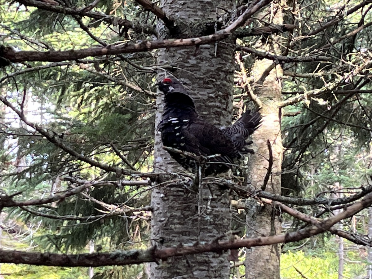 Spruce Grouse - ML602805481