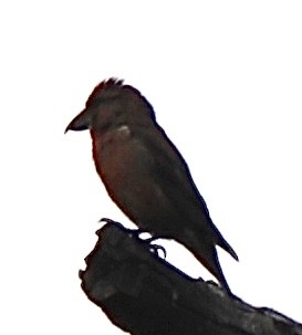 Red Crossbill - ML602805651