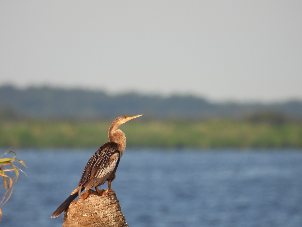 Anhinga - Ann Esmas