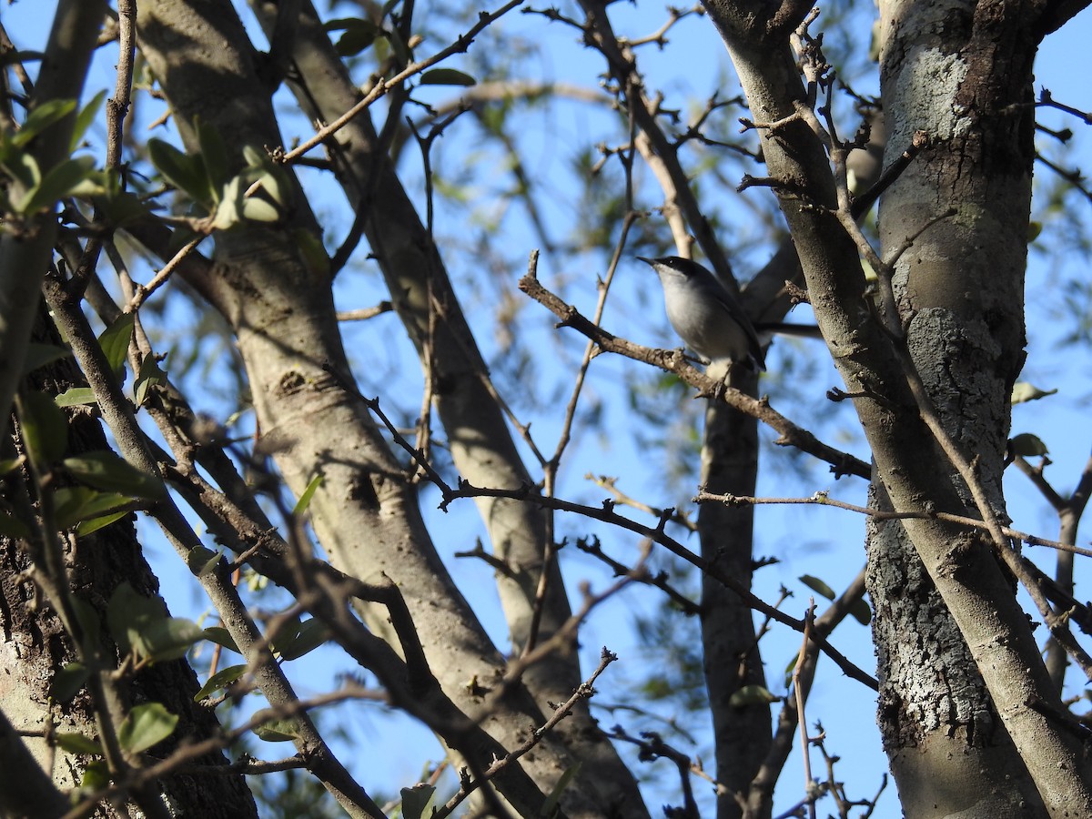 Masked Gnatcatcher - ML602808671