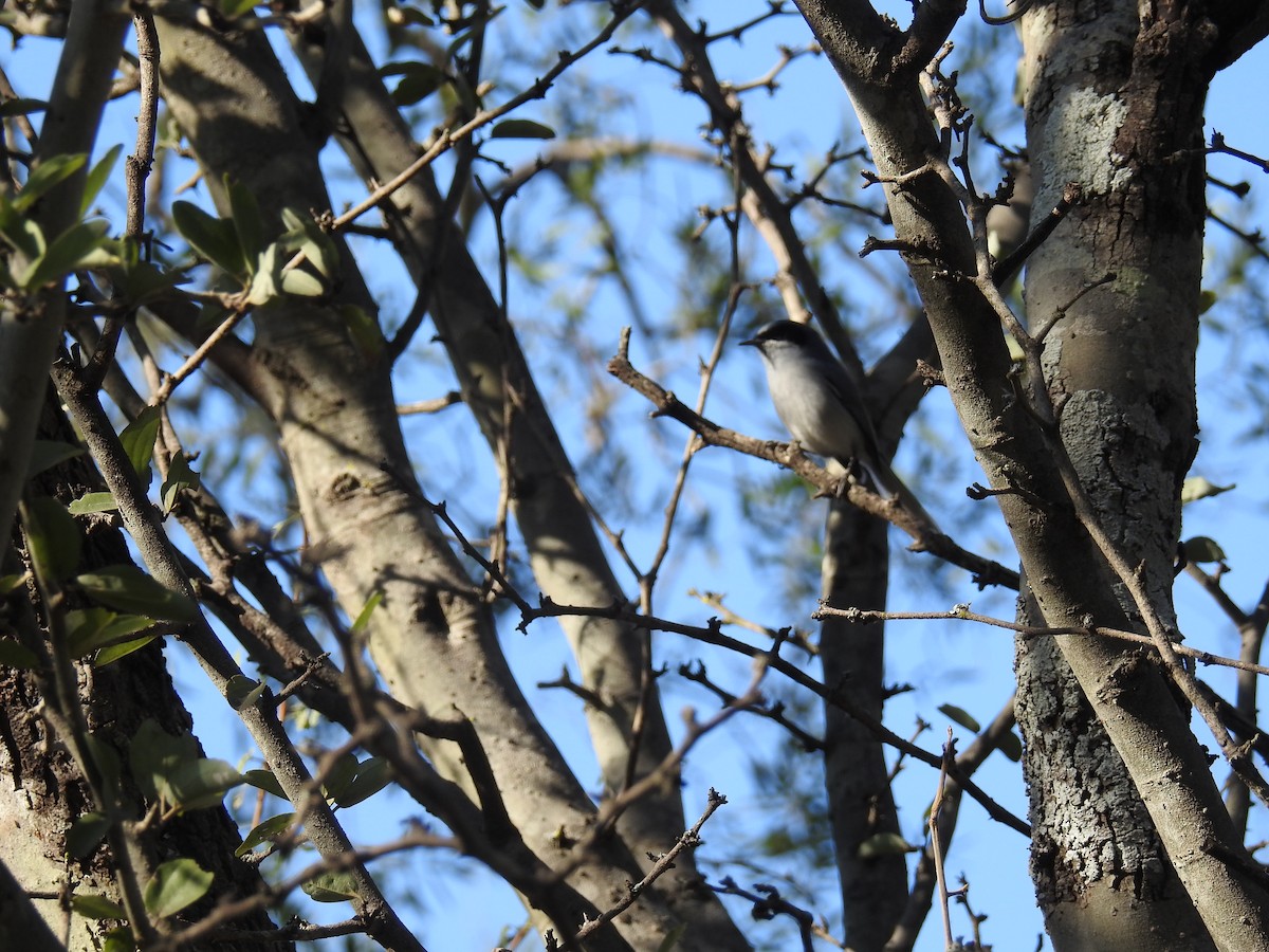 Masked Gnatcatcher - ML602808711