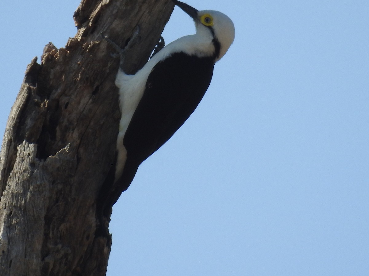 Green-barred Woodpecker - adriana centeno