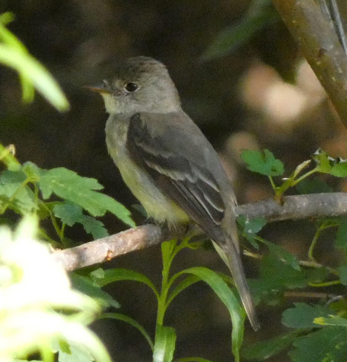 Willow Flycatcher - Steven C and Emily B