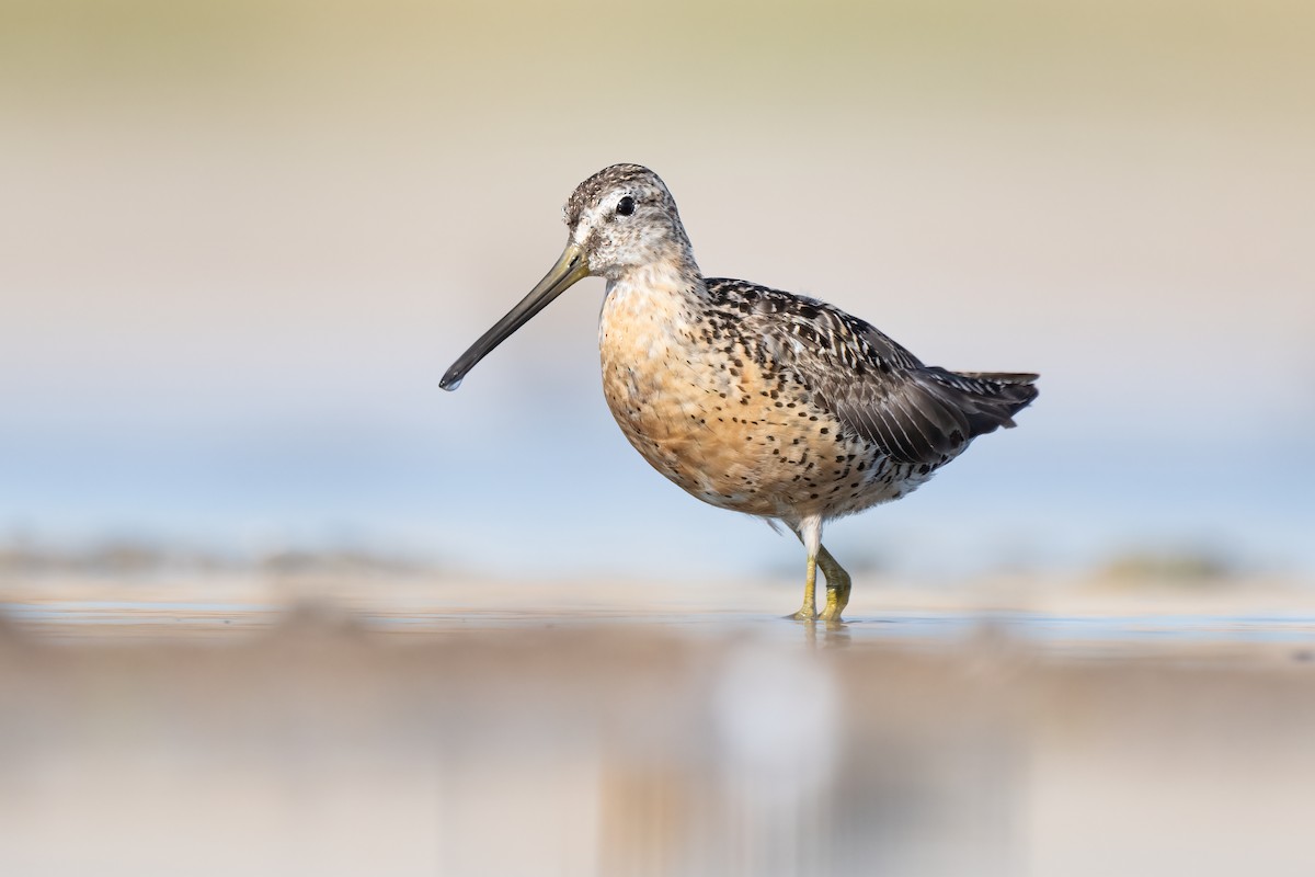 Short-billed Dowitcher - ML602810331