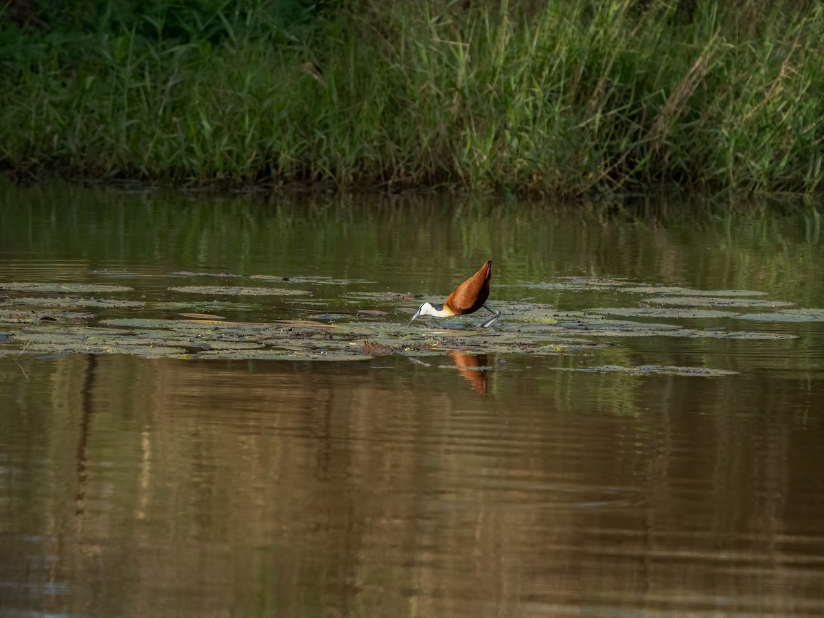 Jacana Africana - ML602810531