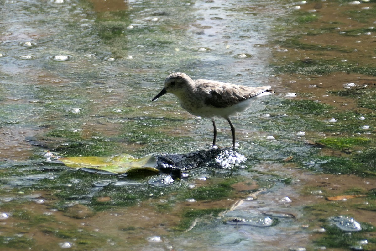 Semipalmated Sandpiper - Kenrith Carter