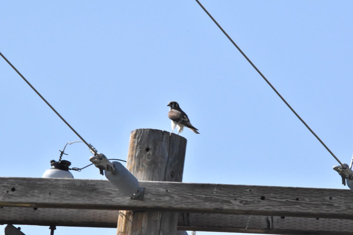 American Kestrel - ML602811501