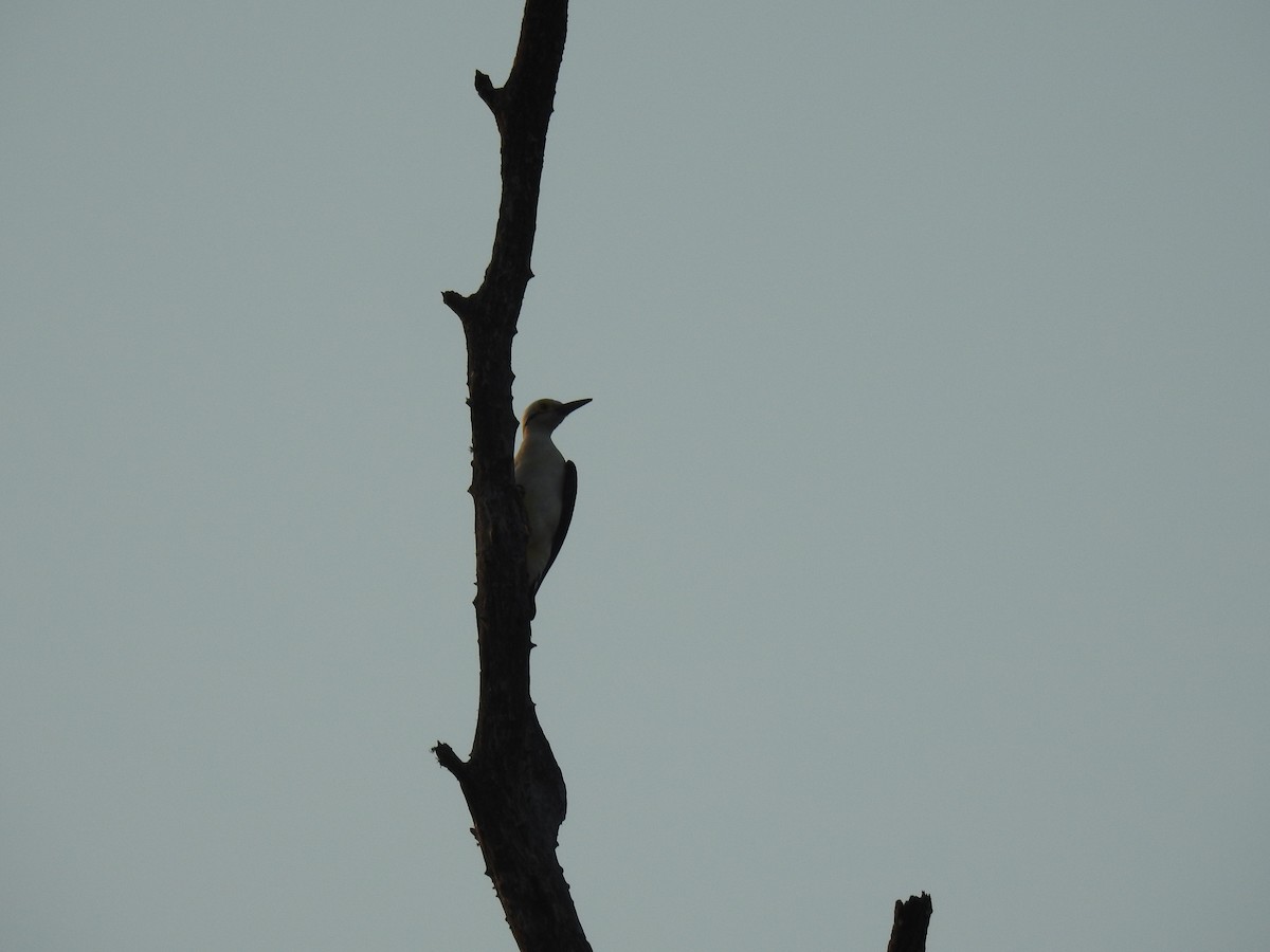 White Woodpecker - ML602811581
