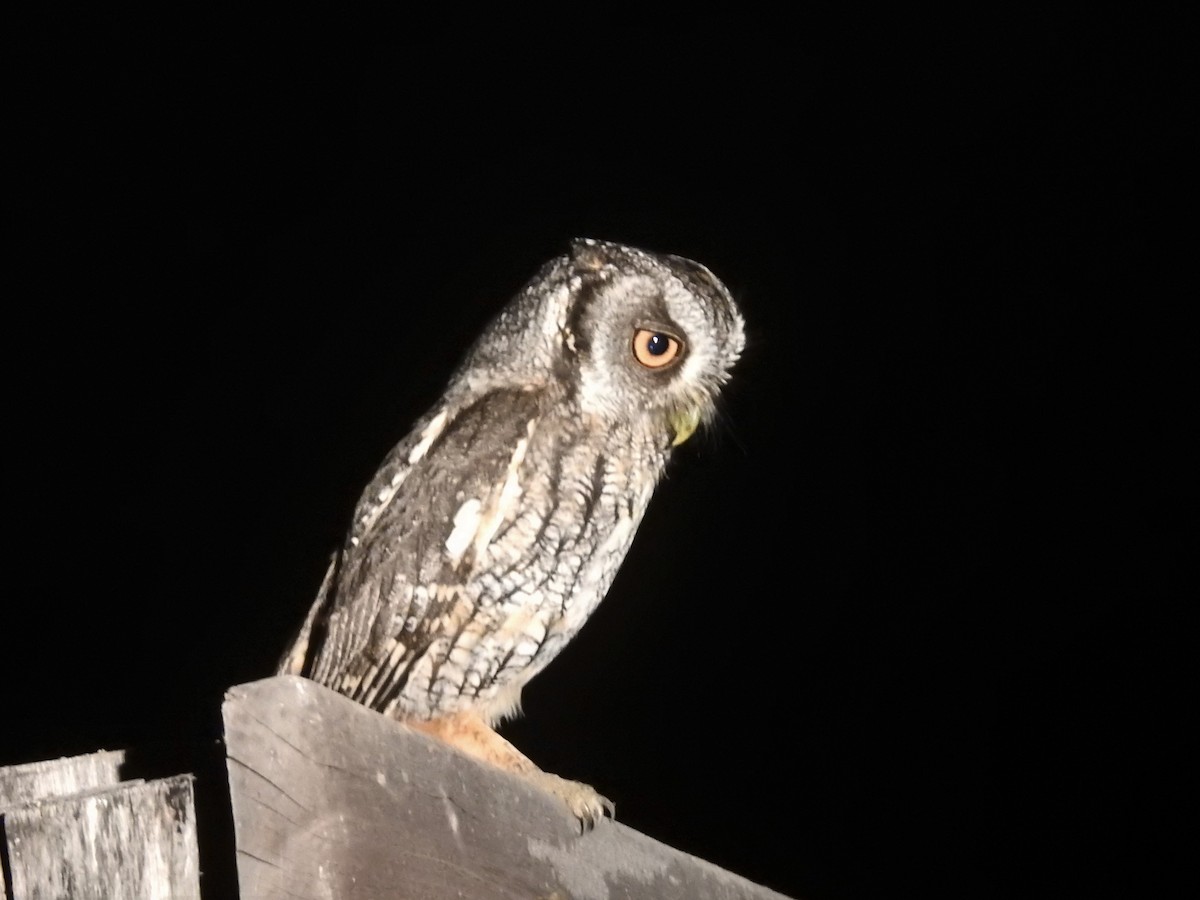 Tropical Screech-Owl - adriana centeno