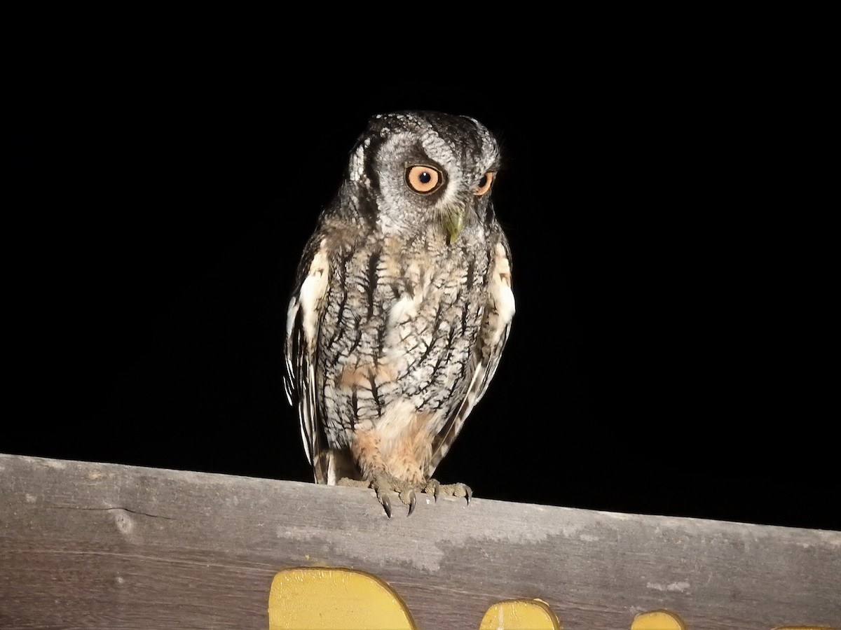 Tropical Screech-Owl - ML602811981