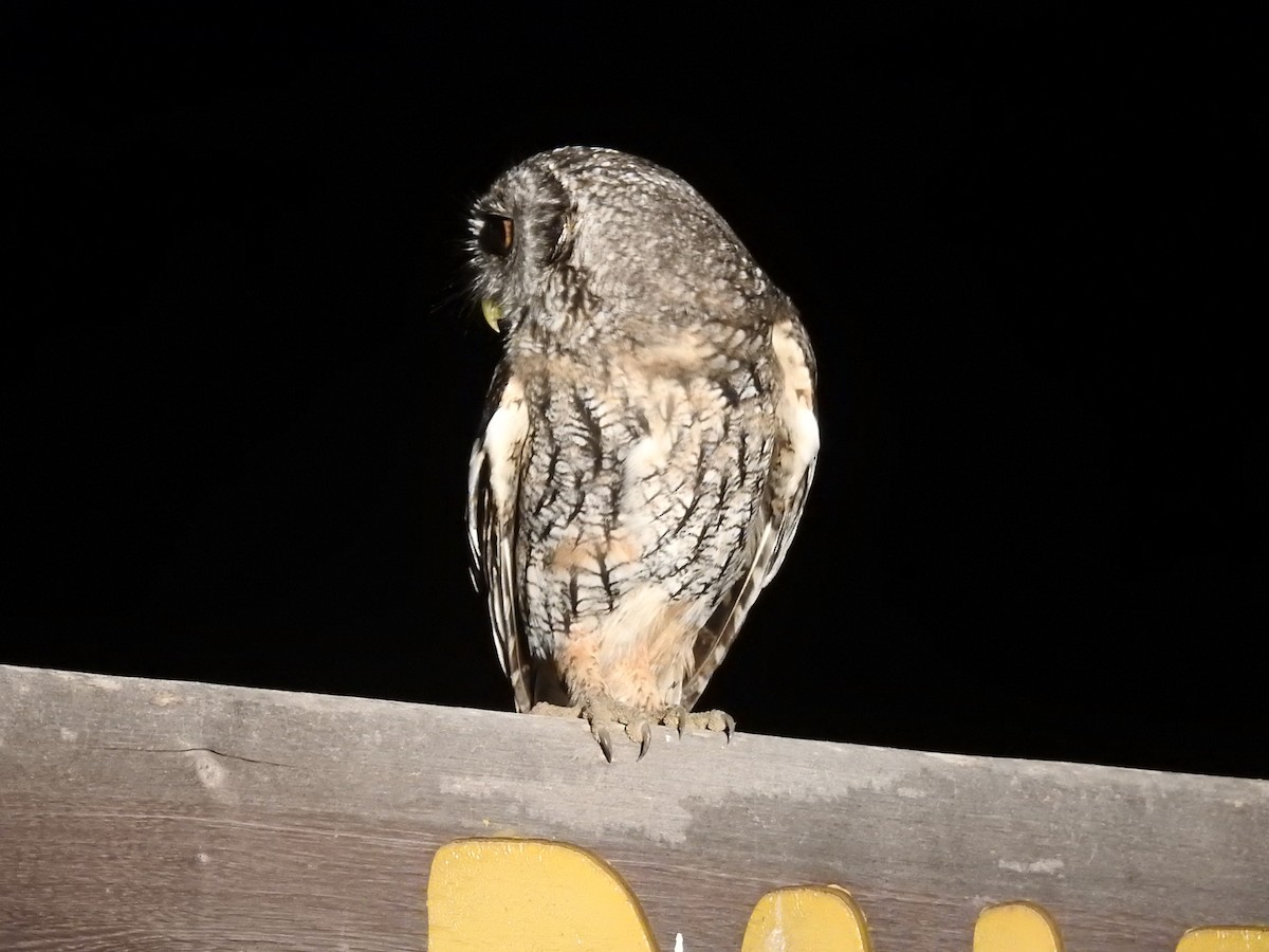 Tropical Screech-Owl - ML602811991