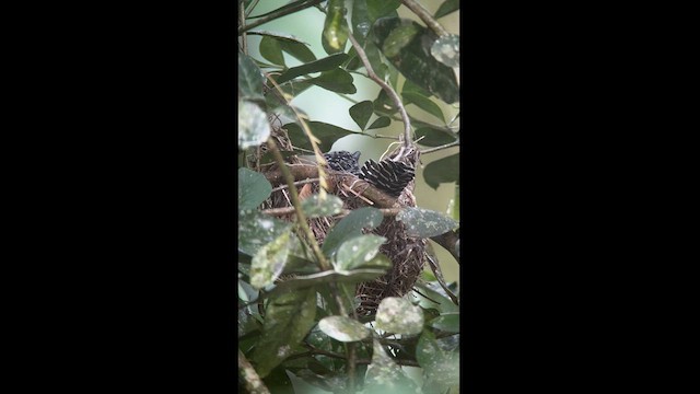 Bar-crested Antshrike - ML602812281