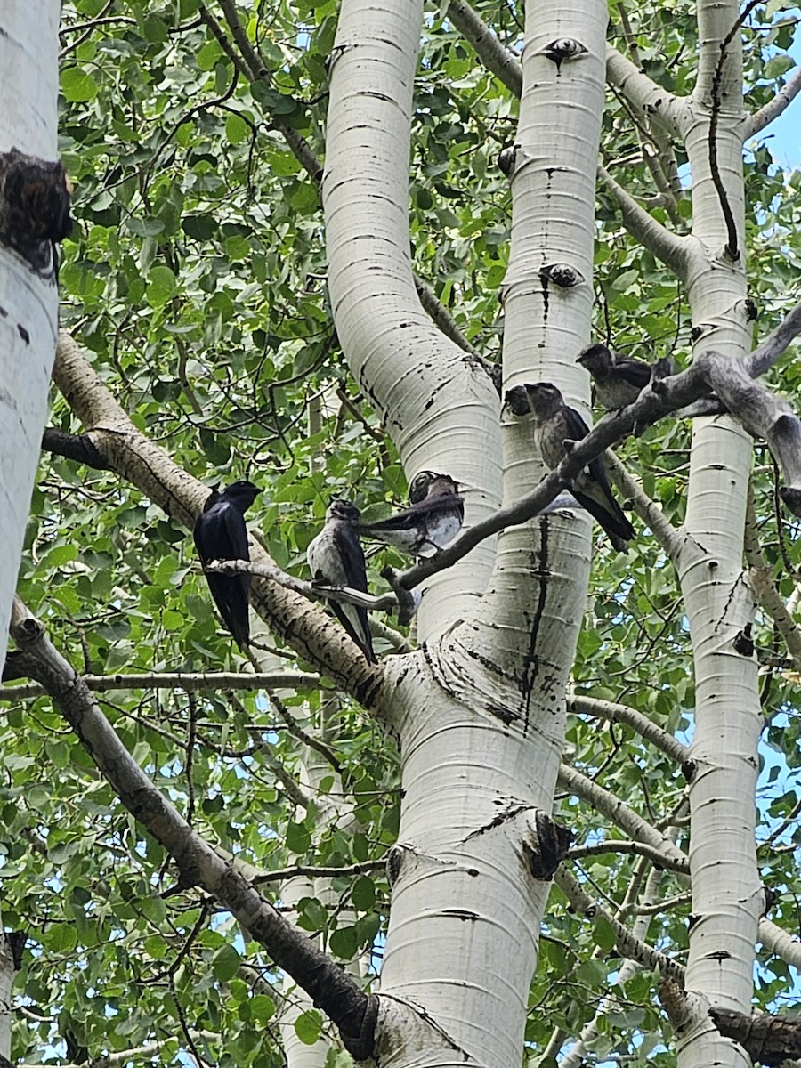 Purple Martin - ML602814401