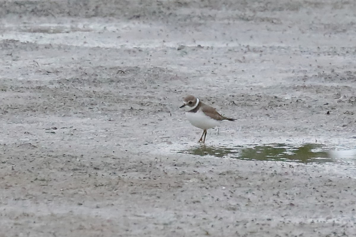 Semipalmated Plover - ML602814621