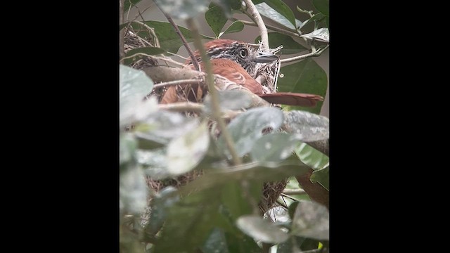 Bar-crested Antshrike - ML602814691