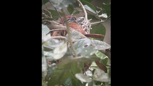 Bar-crested Antshrike - ML602814741