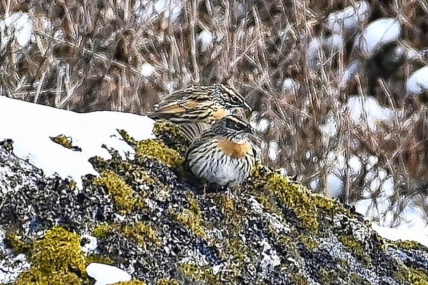 Rufous-breasted Accentor - ML602814861
