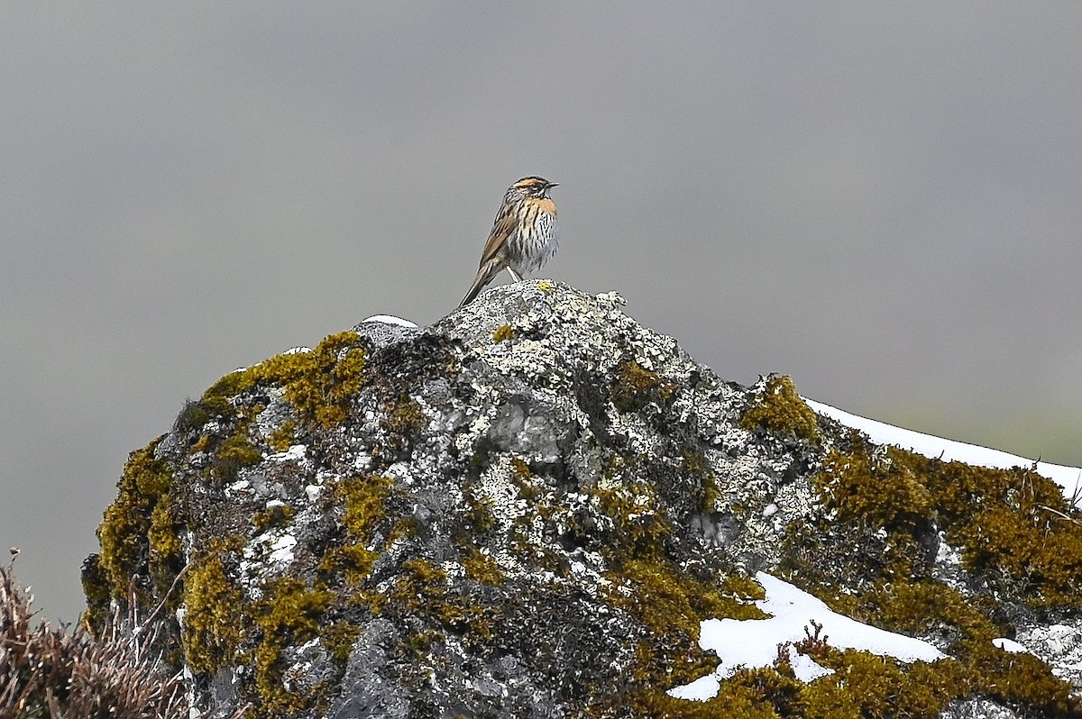 Rufous-breasted Accentor - ML602814871