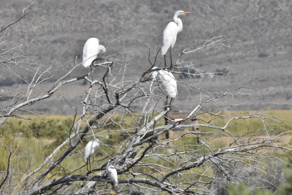 Snowy Egret - ML602814931