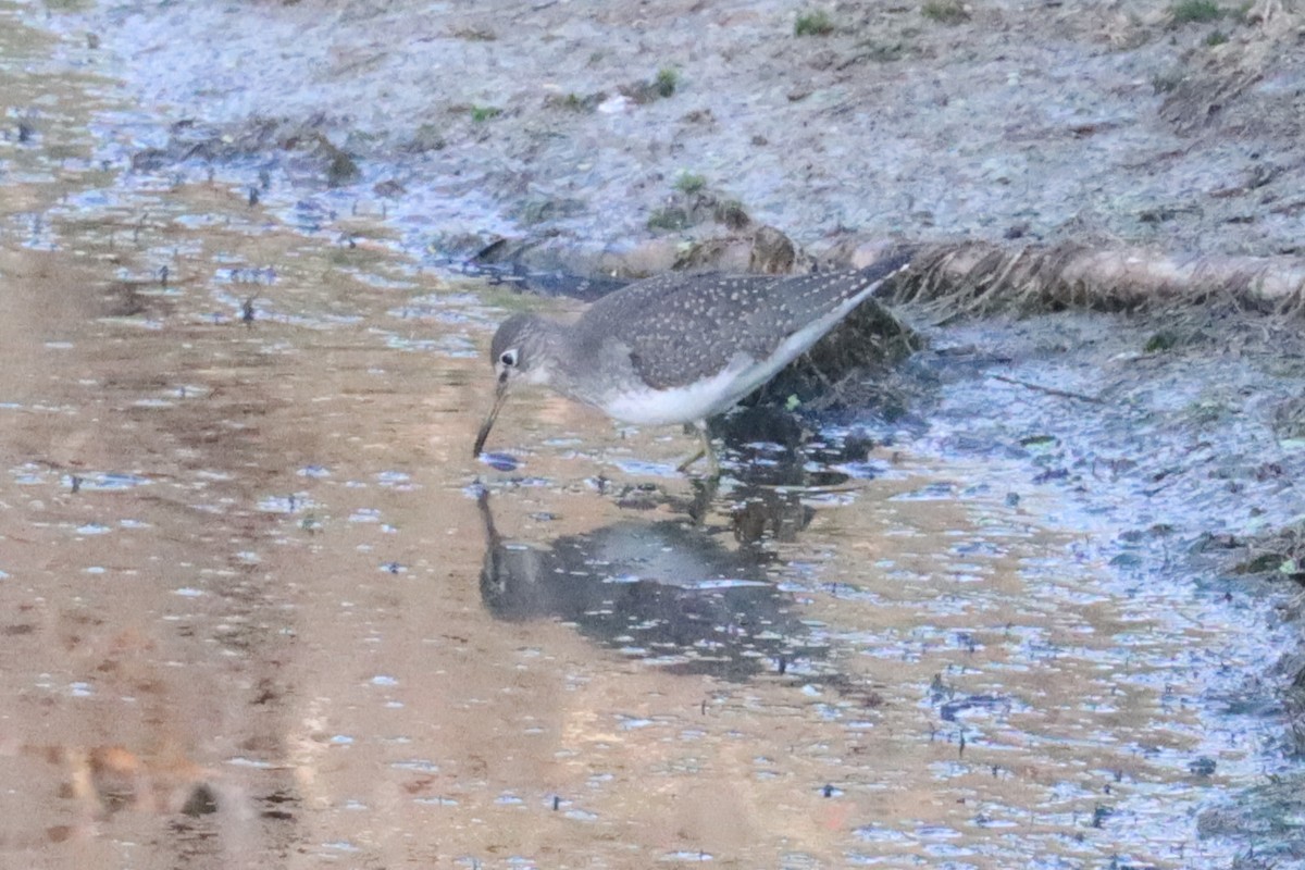 Solitary Sandpiper - Mike Farnworth