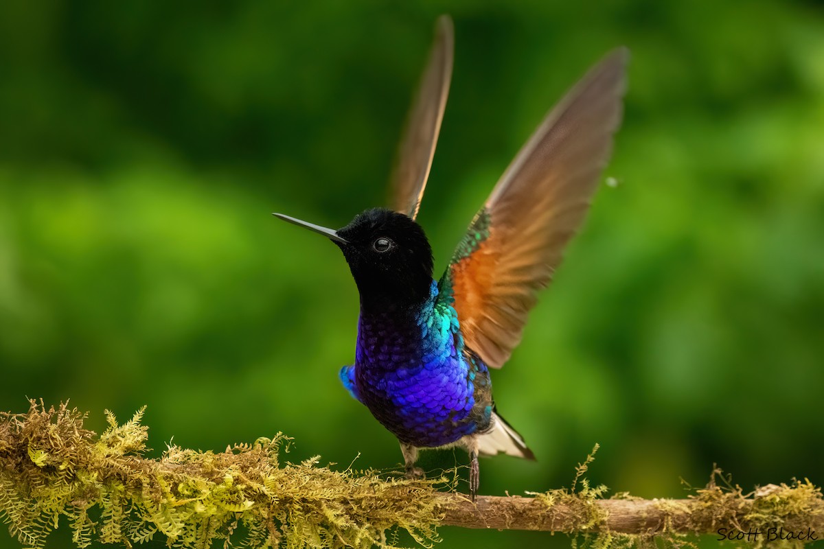 Velvet-purple Coronet - Kathleen Black