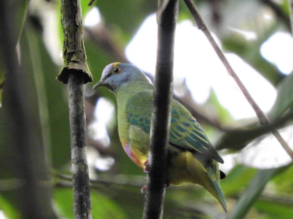 Coroneted Fruit-Dove - ML602815491