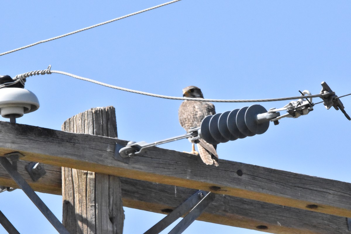Prairie Falcon - ML602815541