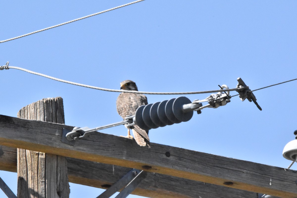 Prairie Falcon - ML602815571