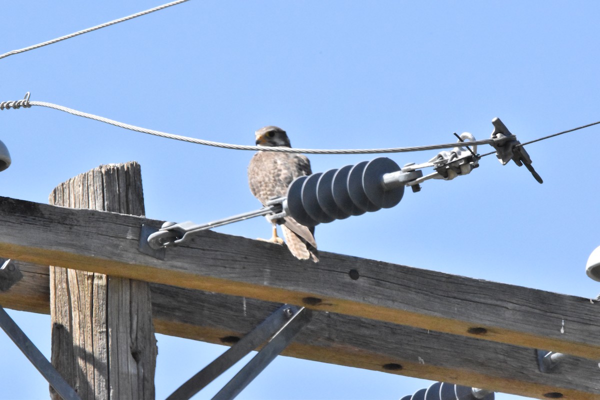 Prairie Falcon - ML602815691