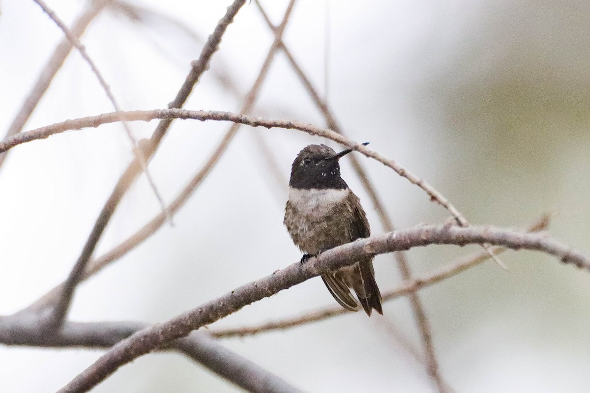 Black-chinned Hummingbird - ML602815751