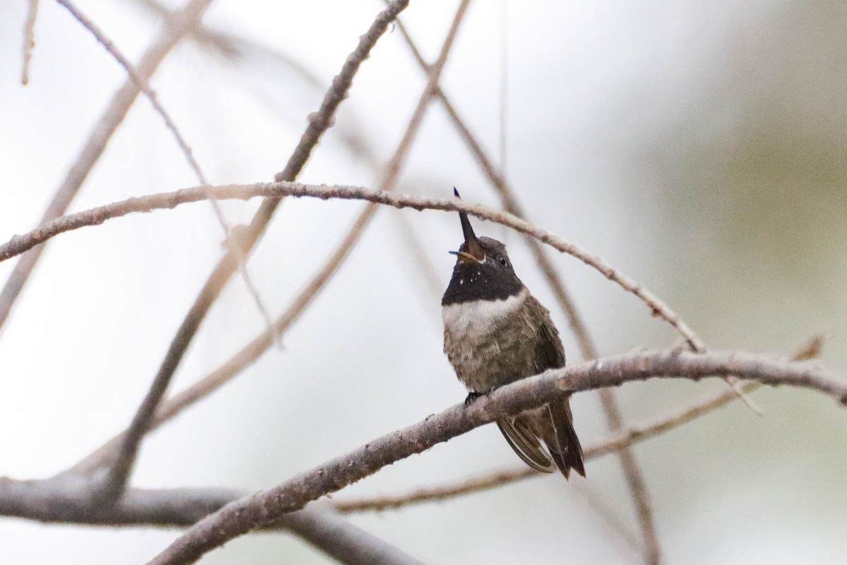 Black-chinned Hummingbird - ML602815801