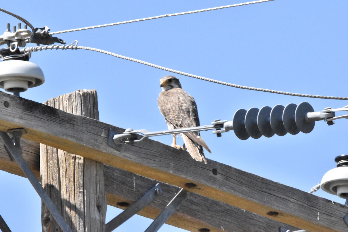 Prairie Falcon - ML602815961