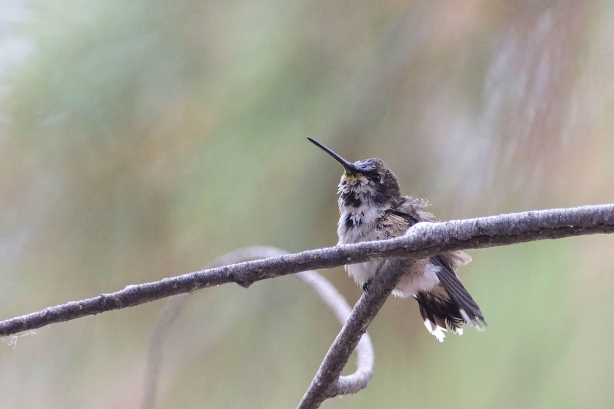 Costa's Hummingbird - ML602816111