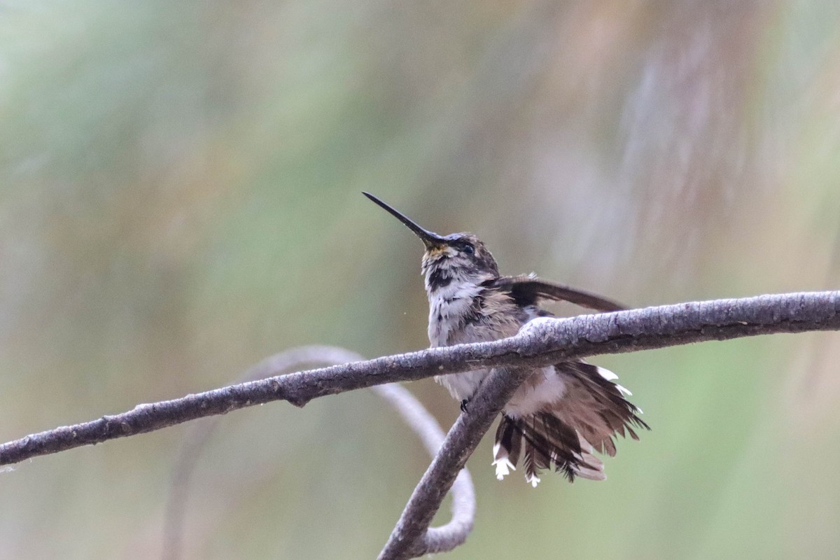 Costa's Hummingbird - ML602816121