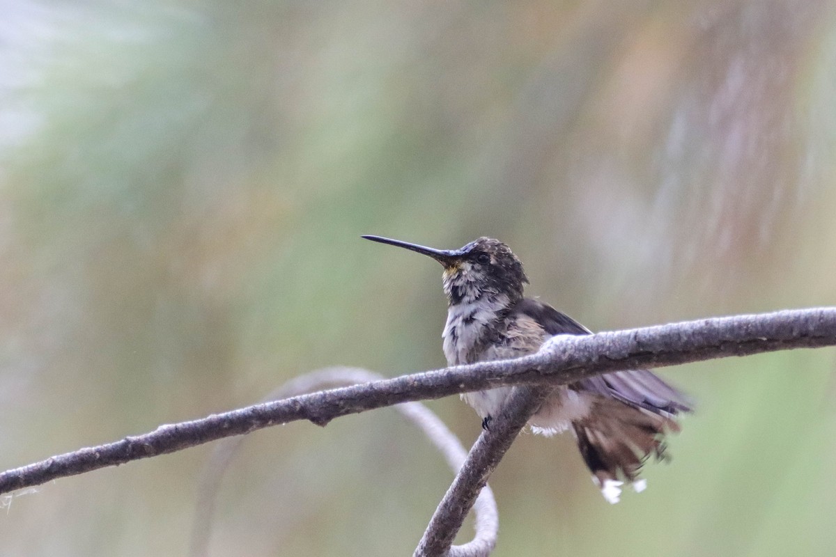 Costa's Hummingbird - ML602816131