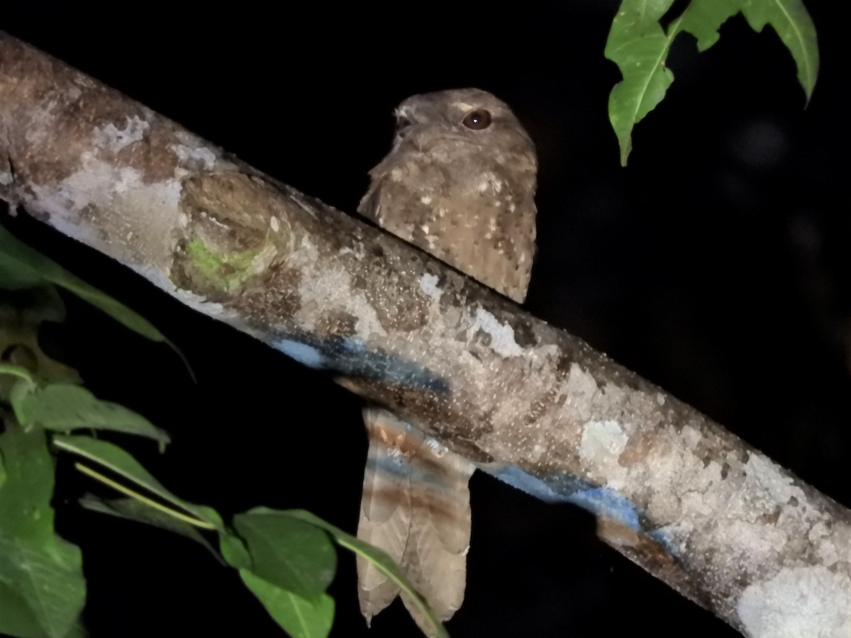 Marbled Frogmouth - ML602816461