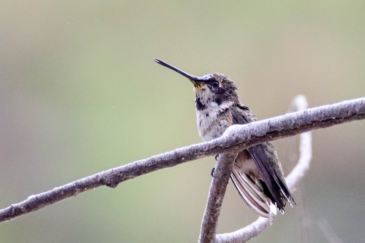 Costa's Hummingbird - ML602816471
