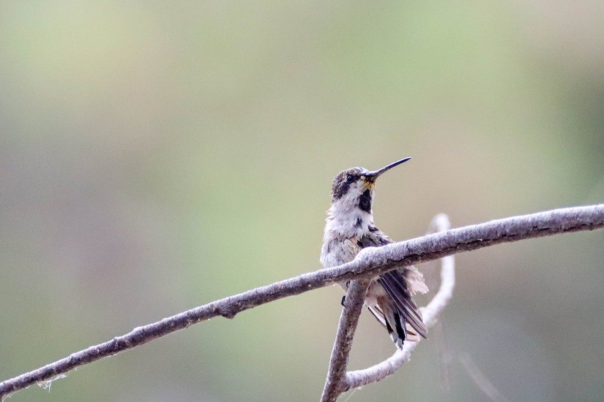 Costa's Hummingbird - ML602816481