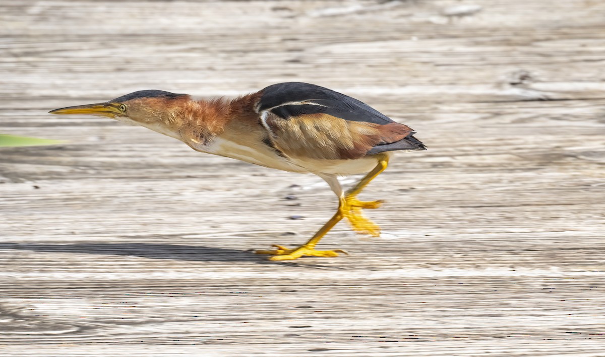 Least Bittern - ML602816951