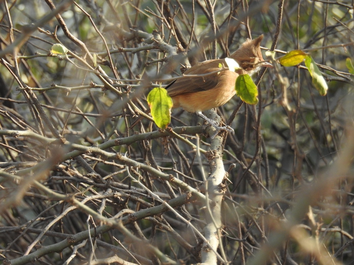 Hornero Copetón - ML602817201