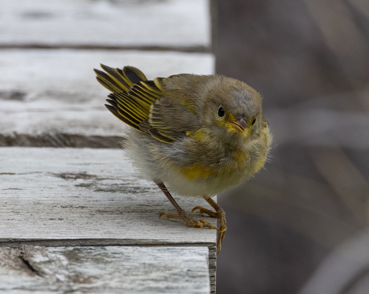 Yellow Warbler - ML602817671