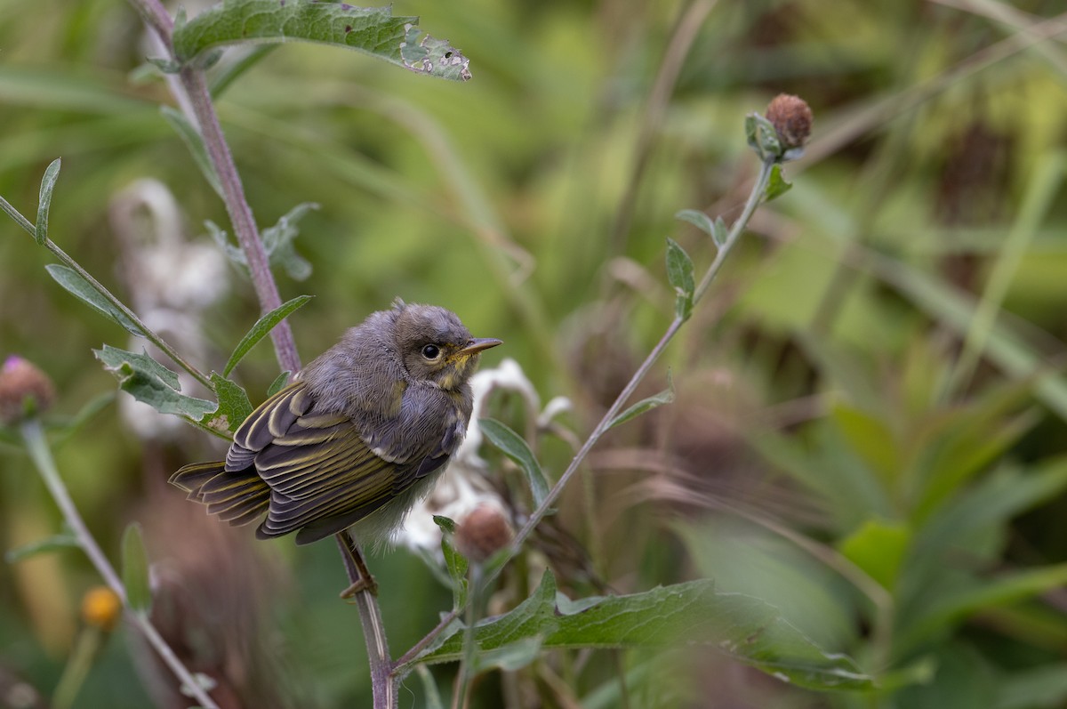 Yellow Warbler - Sylvie Martel / Gaétan Giroux