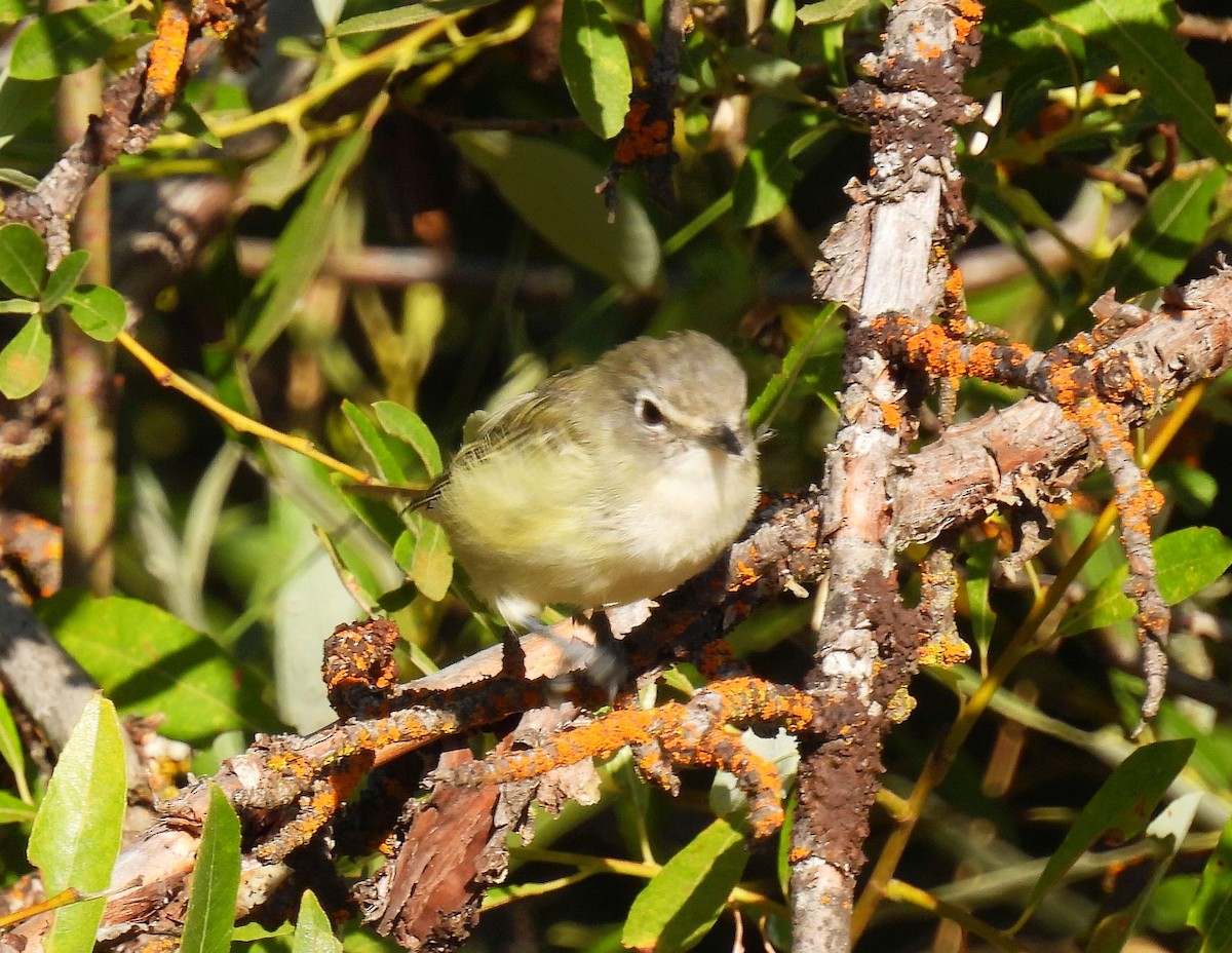 Cassin's Vireo - Forrest Prince