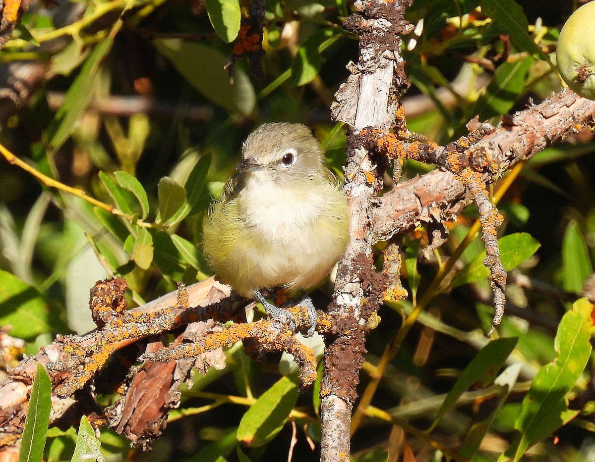 Cassin's Vireo - Forrest Prince