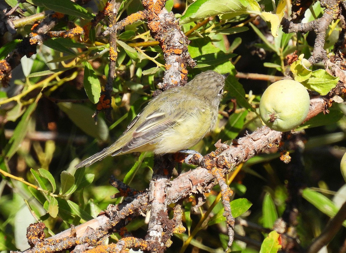 Cassin's Vireo - Forrest Prince