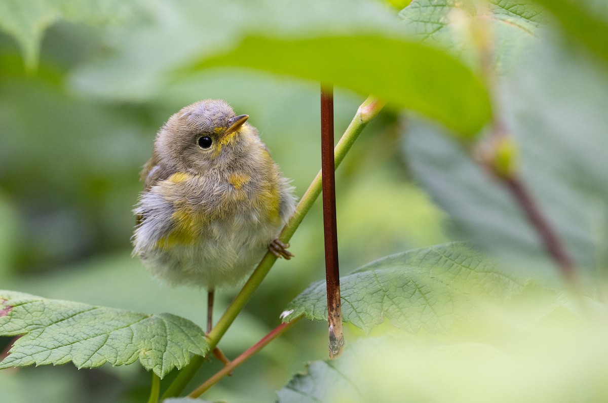 Yellow Warbler - Sylvie Martel / Gaétan Giroux